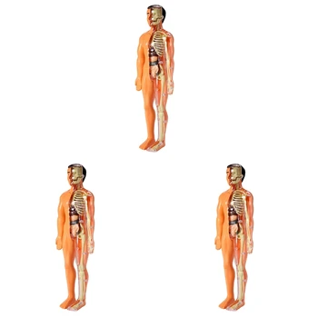 3X 3D анатомия на човешкото тяло Модел Деца Пластмасови DIY скелет играчка наука Помощни средства за ранно обучение Образователни играчки