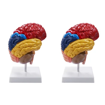 2X Церебрален анатомичен модел Анатомия 1: 1 Половин мозъчен мозъчен ствол Учебни лабораторни консумативи