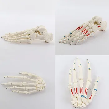 Life Size Human Foot Bone Model Hand Bone with Muscles Anatomy Model Medical Supplies Teaching Tool