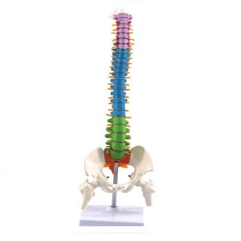 45Cm с тазова човешка анатомична анатомия гръбначен стълб модел на гръбначния стълб Учебни ресурси за студенти