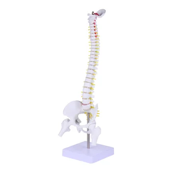 Модел Анатомия на гръбначния стълб Човешки гръбначни анатомични модели Обучение Лумбални прешлени Практика Body Chiropractic Демонстрация