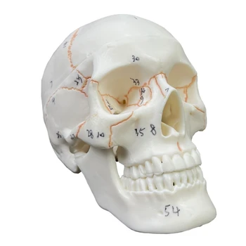 co231 Модел на човешки череп Размер на живота Възрастен човешки анатомичен модел на скелет на главата с подвижна шапка на черепа
