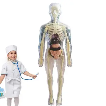 Човешка анатомия Модел 3D Анатомия на тялото Модел Реалистичен модел на човешкото тяло Възраст 4 Меко човешко тяло за наука и образователни играчки